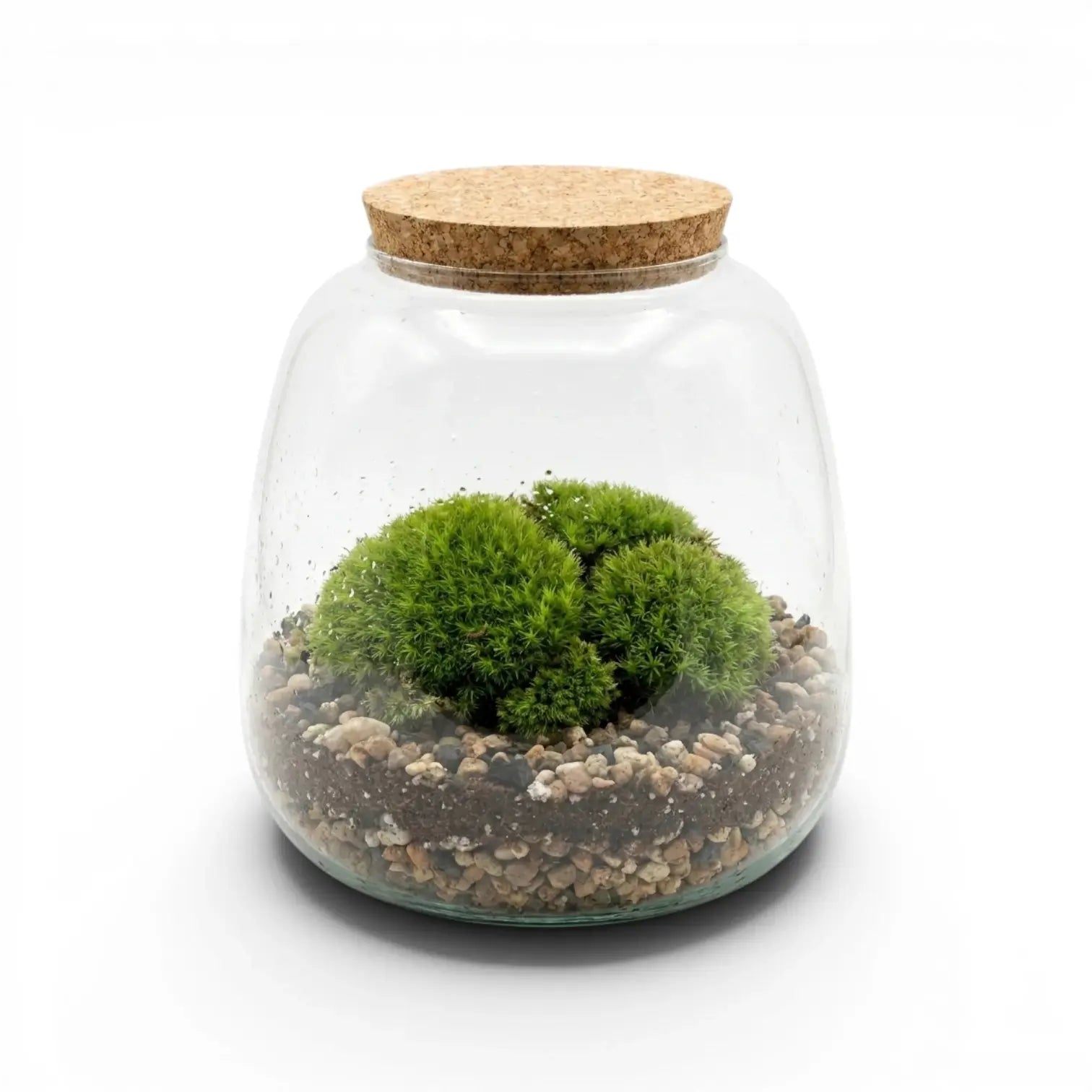 Glass jar with cork lid containing cushion moss and pebbles on a white background