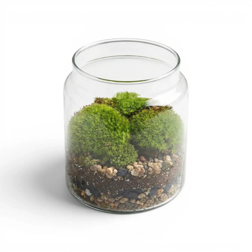Glass jar with green cushion moss and small stones on a white background