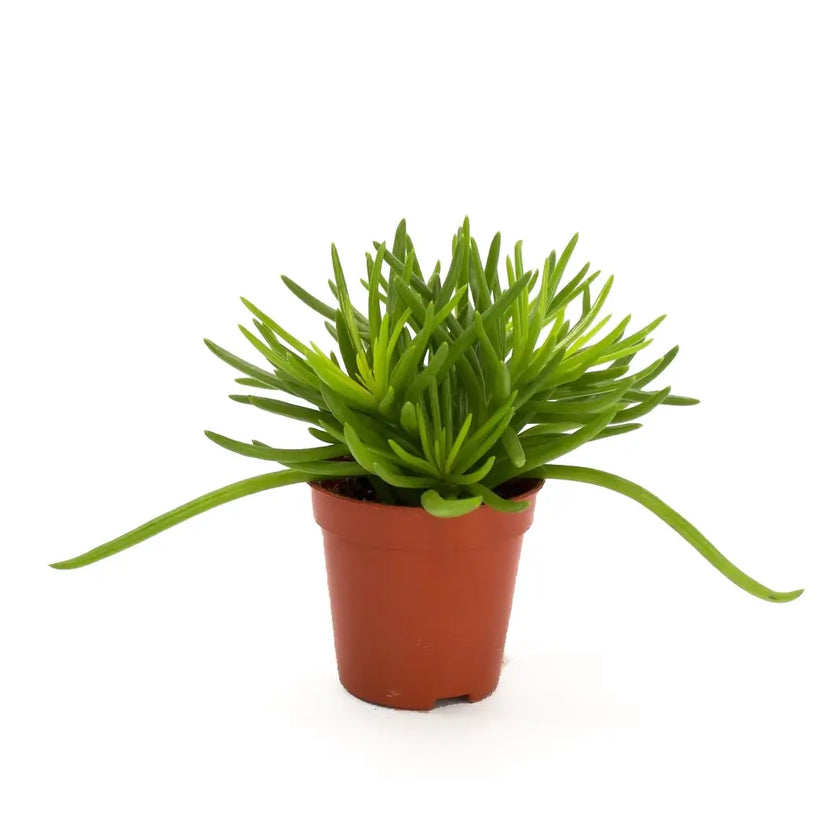 Kleinia barbertonica 'Himalaya' potted plant in nursery pot on white background.