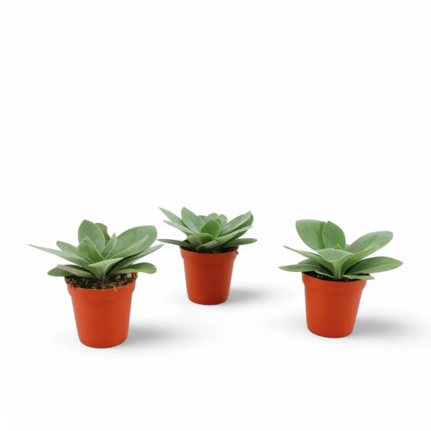 Kleinia cephalophora potted plant in nursery pot on white background.