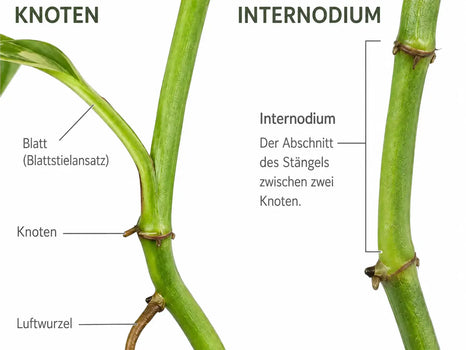 Epipremnum-Stängeldiagramm mit Knoten und Internodien