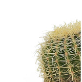 Kroenleinia grusonii leaf close-up on white background.