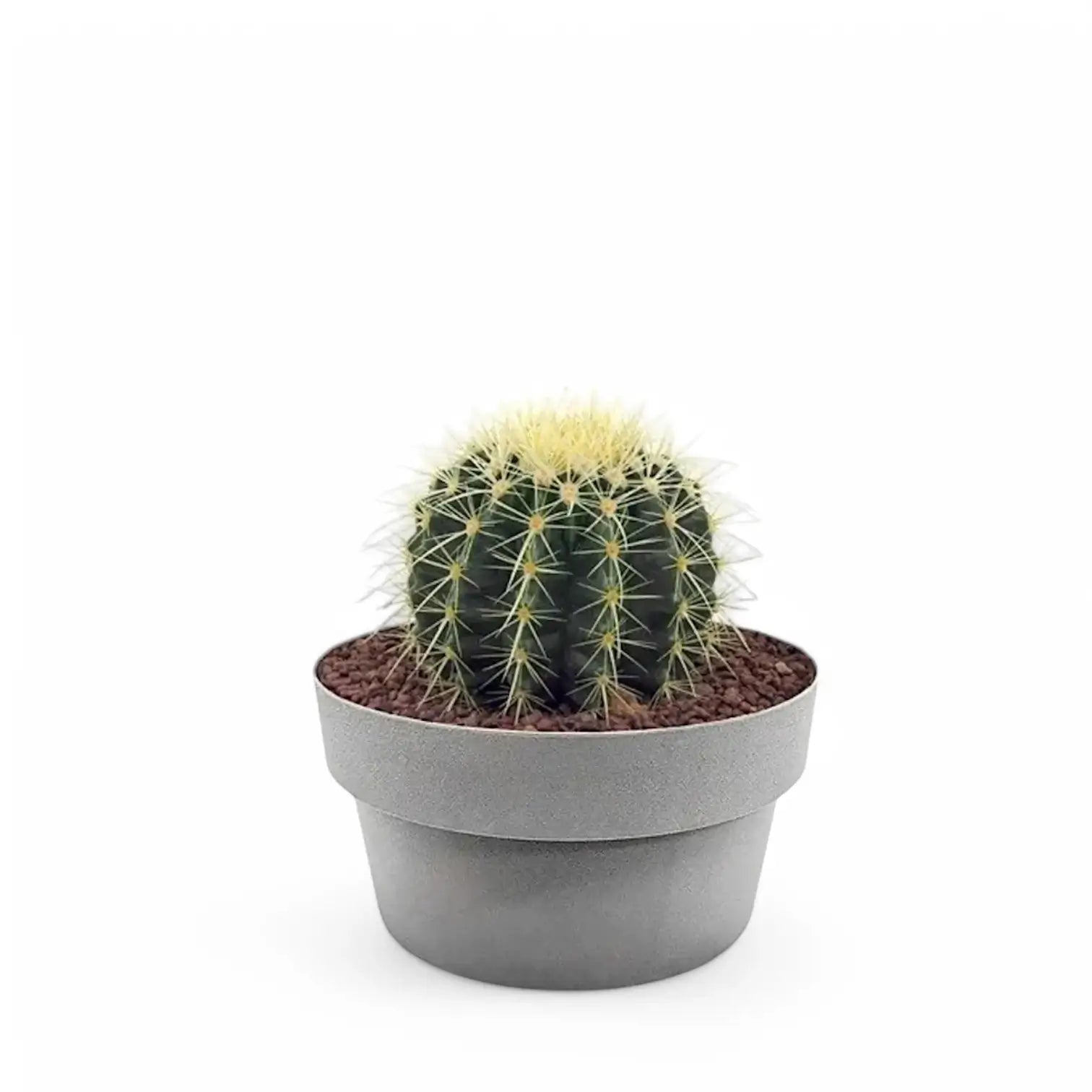Kroenleinia grusonii potted plant in nursery pot on white background.