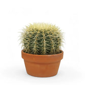 Kroenleinia grusonii potted plant in nursery pot on white background.