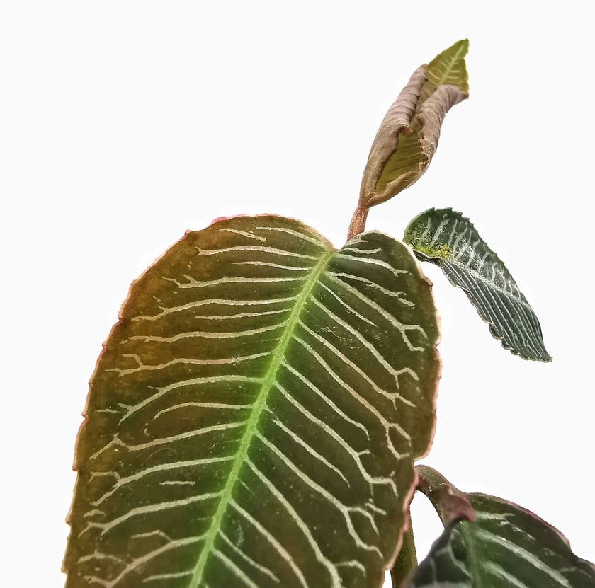 Labisia sp. 'Pink vein' – Blattdetail vor weißem Hintergrund..