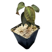 Labisia sp. 'Pink vein' potted plant in nursery pot on white background.