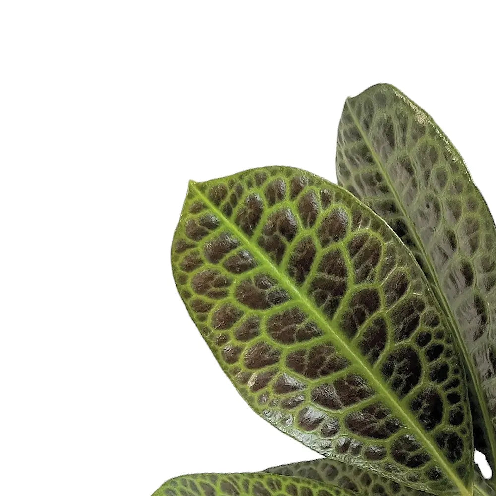Labisia sp. 'Turtle back' – Blattdetail vor weißem Hintergrund..