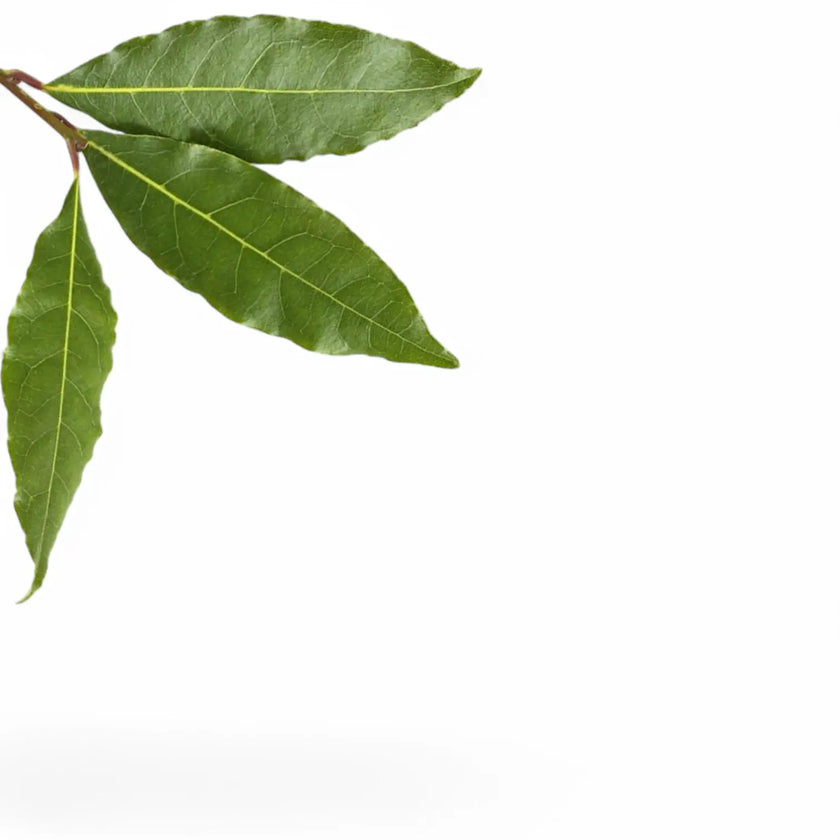 Nahaufnahme eines Blatts von Laurus nobilis vor weißem Hintergrund.