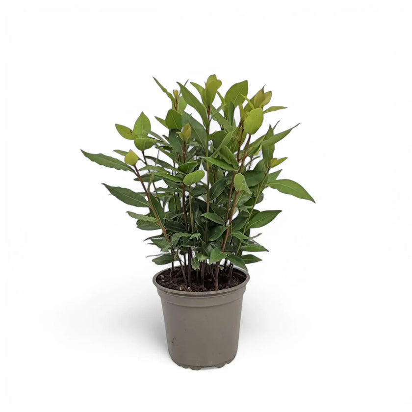 Laurus nobilis Zimmerpflanze im Anzuchttopf vor weißem Hintergrund, Produktfoto 2.