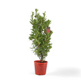 Laurus nobilis – Zimmerpflanze im Kulturtopf auf weißem Hintergrund, Produktfoto 3.