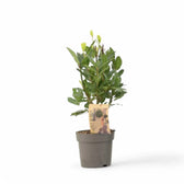 Laurus nobilis – Zimmerpflanze im Kulturtopf auf weißem Hintergrund, Produktfoto 5.