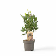 Laurus nobilis – Zimmerpflanze im Kulturtopf auf weißem Hintergrund, Produktfoto 5.