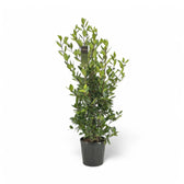 Laurus nobilis – Zimmerpflanze im Kulturtopf auf weißem Hintergrund, Produktfoto 7.