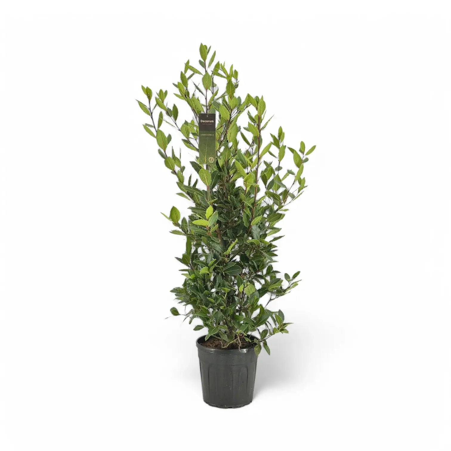 Laurus nobilis – Zimmerpflanze im Kulturtopf auf weißem Hintergrund, Produktfoto 7.