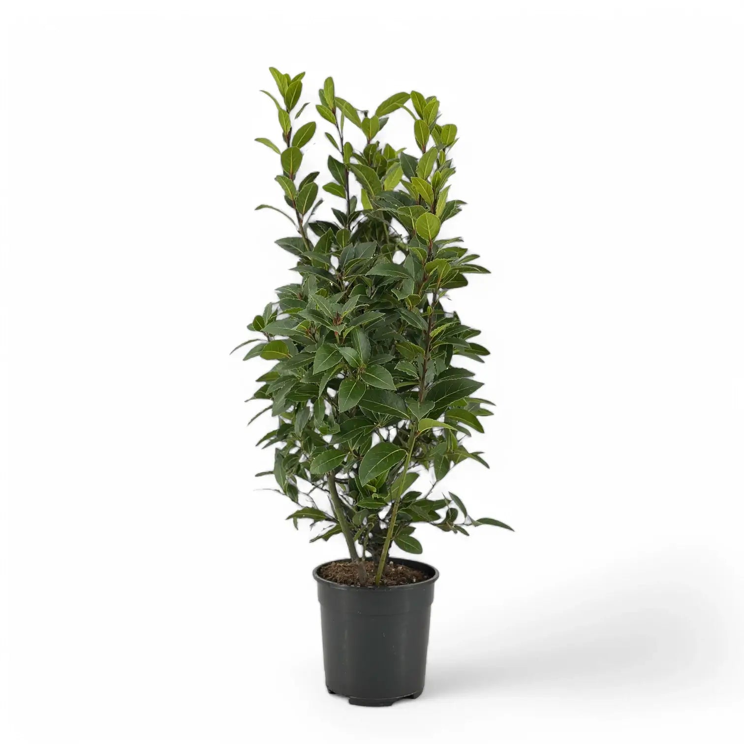 Laurus nobilis – Zimmerpflanze im Kulturtopf auf weißem Hintergrund, Produktfoto 8.