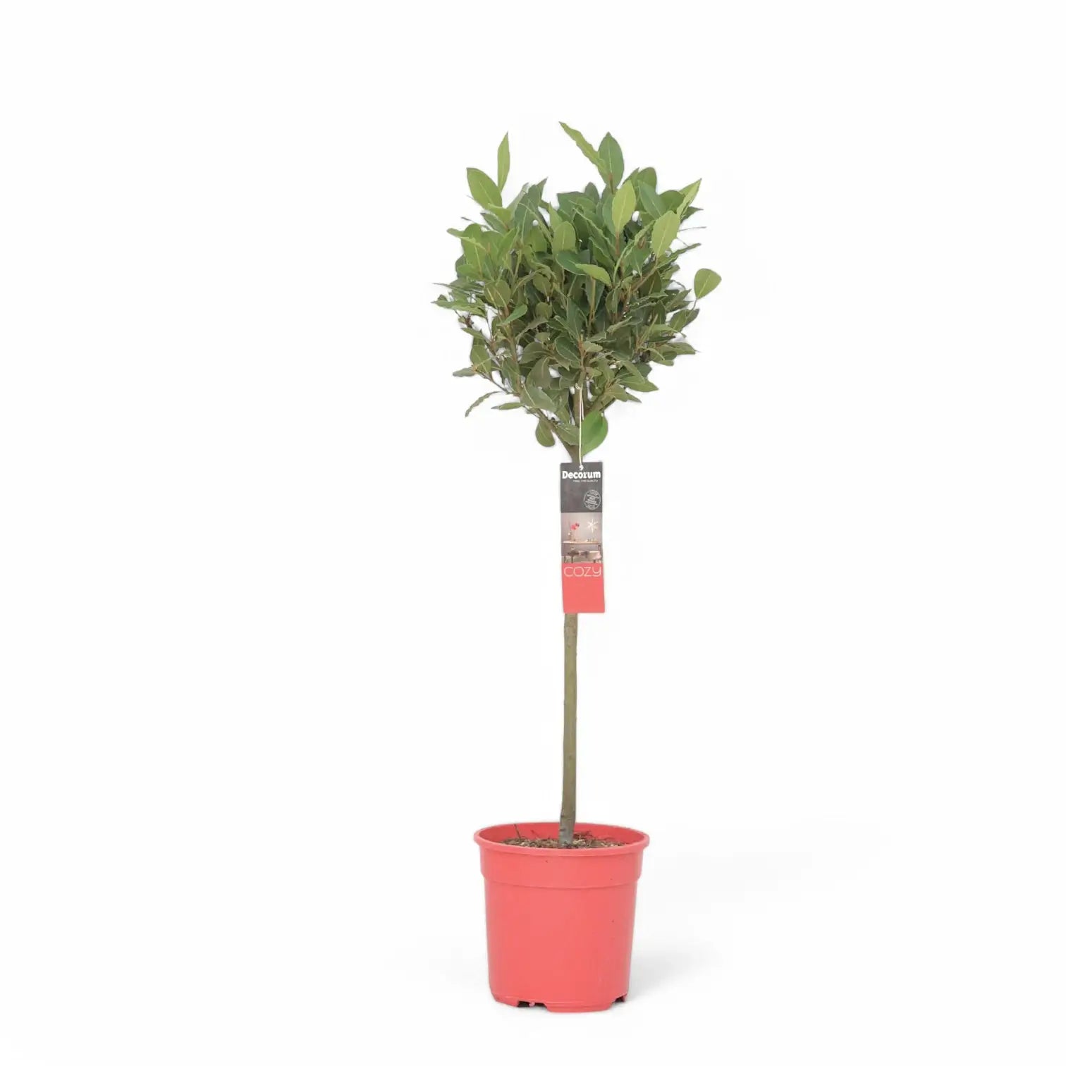 Laurus nobilis – Zimmerpflanze im Kulturtopf auf weißem Hintergrund, Produktfoto 9.