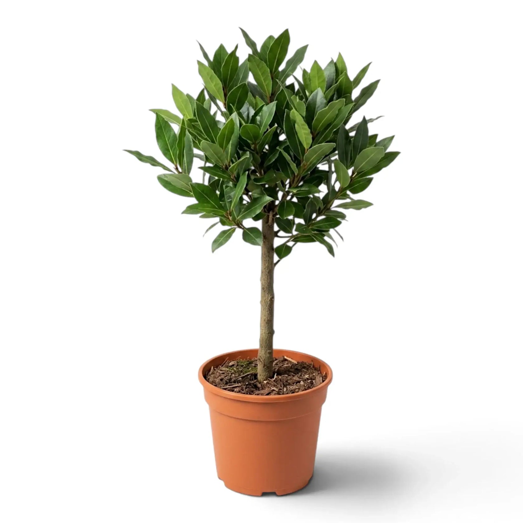 Sehr großer Laurus nobilis mit einem einzelnen Stamm und kompakter runder Krone
