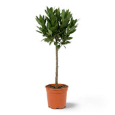Sehr großer Laurus nobilis mit mehreren Stämmen und einer kompakten runden Krone