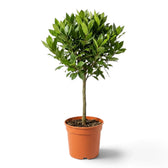 Sehr großer Laurus nobilis mit einem geraden Stamm und einer üppigen runden Krone
