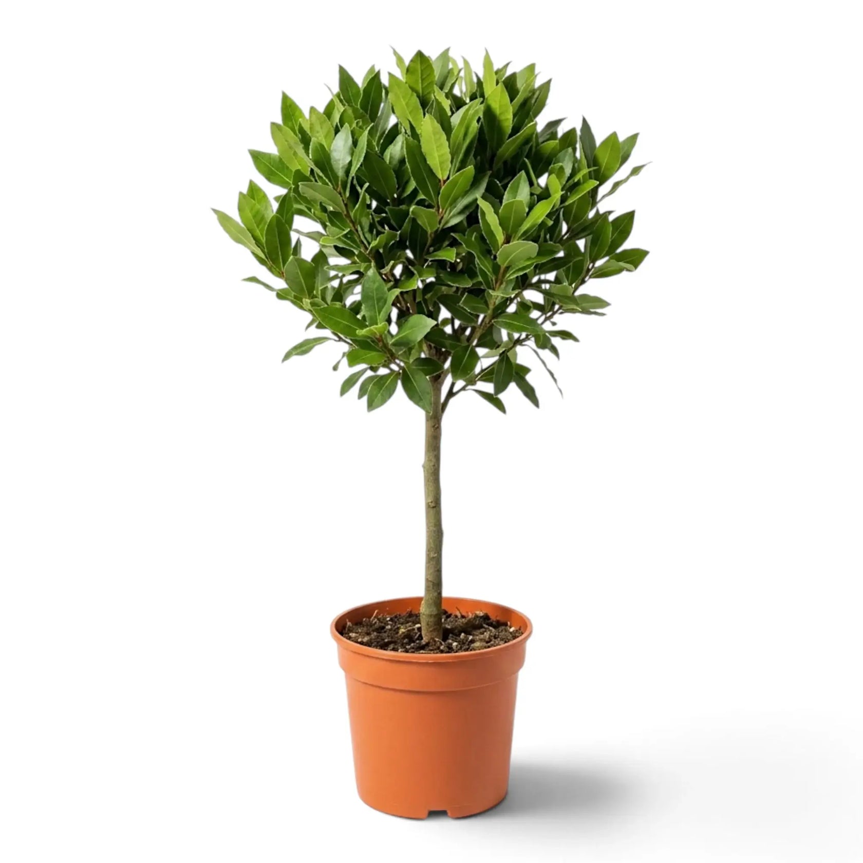 Sehr großer Laurus nobilis mit einem geraden Stamm und einer üppigen runden Krone