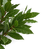Nahaufnahme dichter, überlappender lanzettlicher Blätter von Laurus nobilis