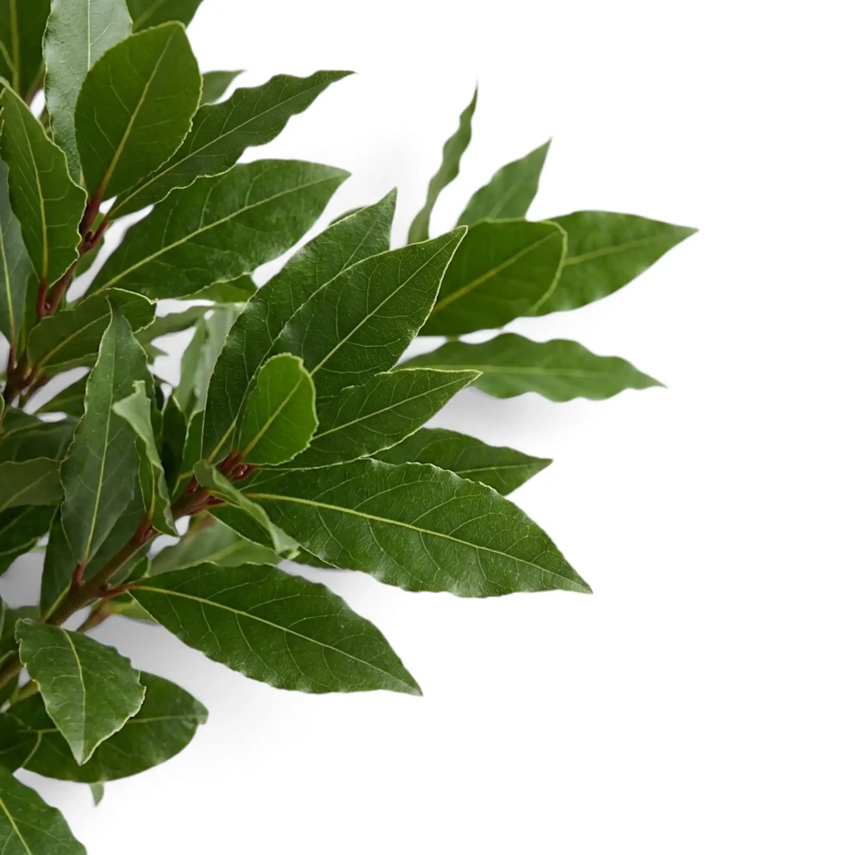 Nahaufnahme dichter, überlappender lanzettlicher Blätter von Laurus nobilis
