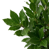 Blattbüschel von Laurus nobilis mit mattgrünen Blattflächen und rötlichen jungen Trieben