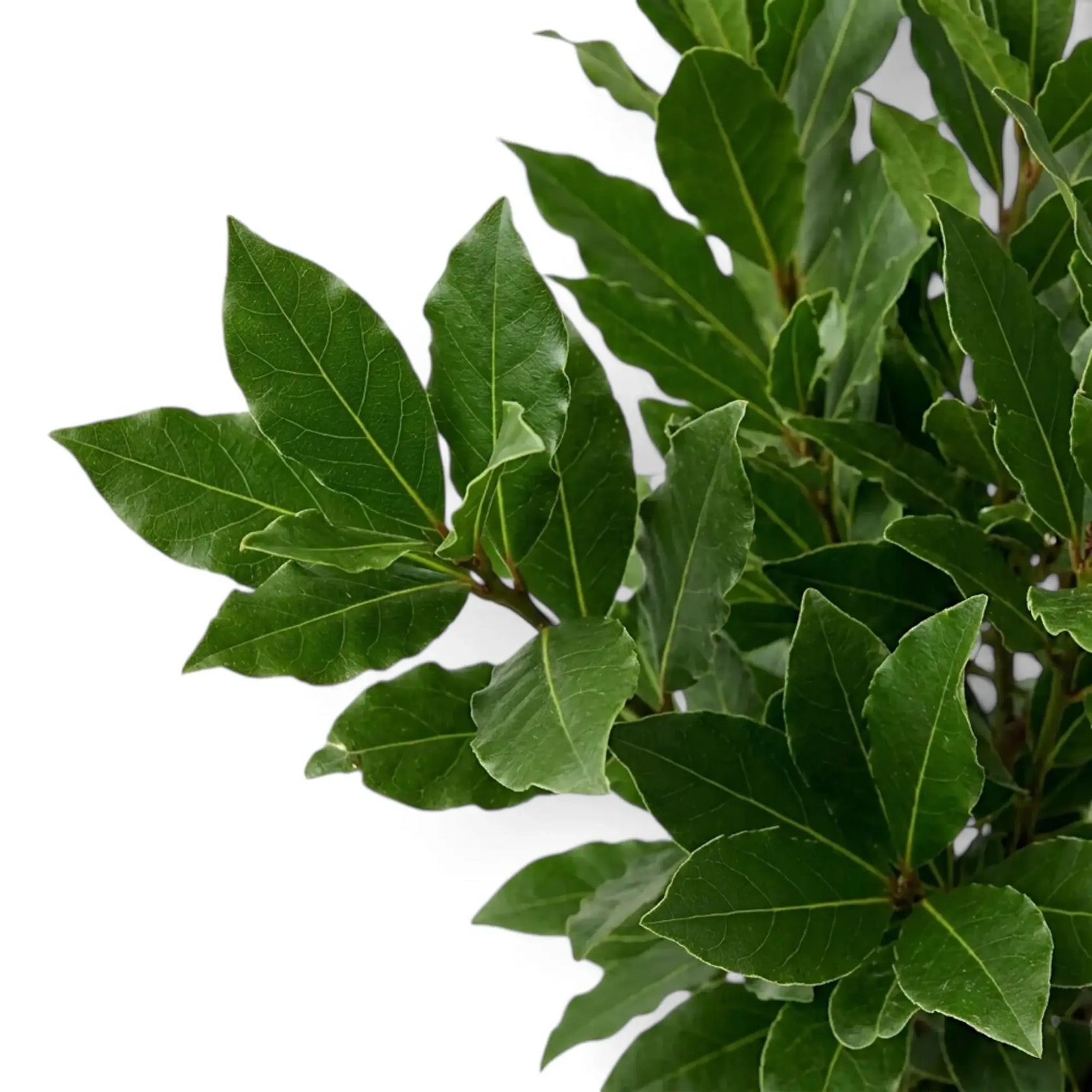 Blattbüschel von Laurus nobilis mit mattgrünen Blattflächen und rötlichen jungen Trieben