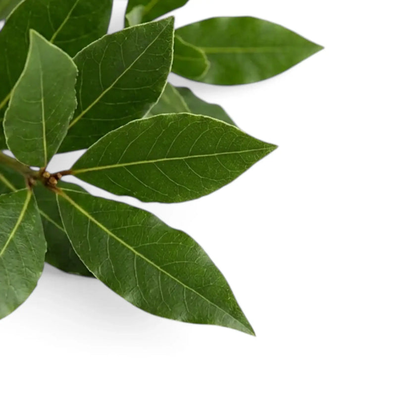 Close-up of Laurus nobilis leaves showing smooth margins and pale branching veins