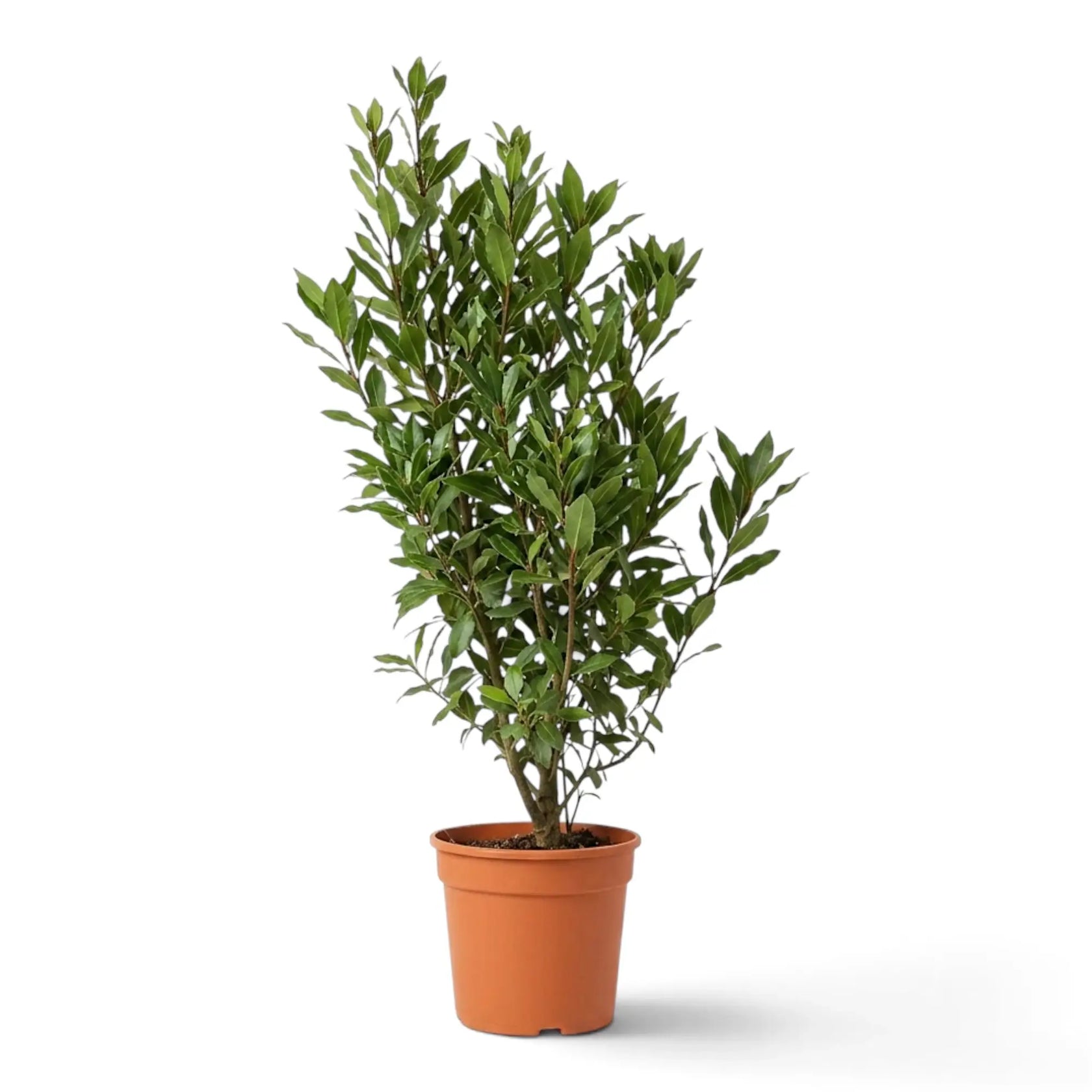 Großer Laurus nobilis mit hohem säulenförmigem Wuchs und dichten dunkelgrünen Blättern