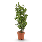 Großer Laurus nobilis, schmal und aufrecht gewachsen sowie von der Basis bis zur Spitze durchgehend dicht belaubt