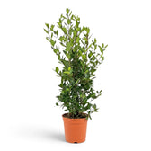 Großer Laurus nobilis mit hoher schmaler Silhouette und Blättern entlang mehrerer Triebe