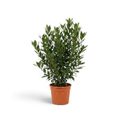 Großer Laurus nobilis mit breitem buschigem Wuchs und dichten dunklen Blättern