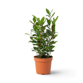 Kleiner Laurus nobilis mit mehreren aufrechten Trieben und glänzenden grünen Blättern