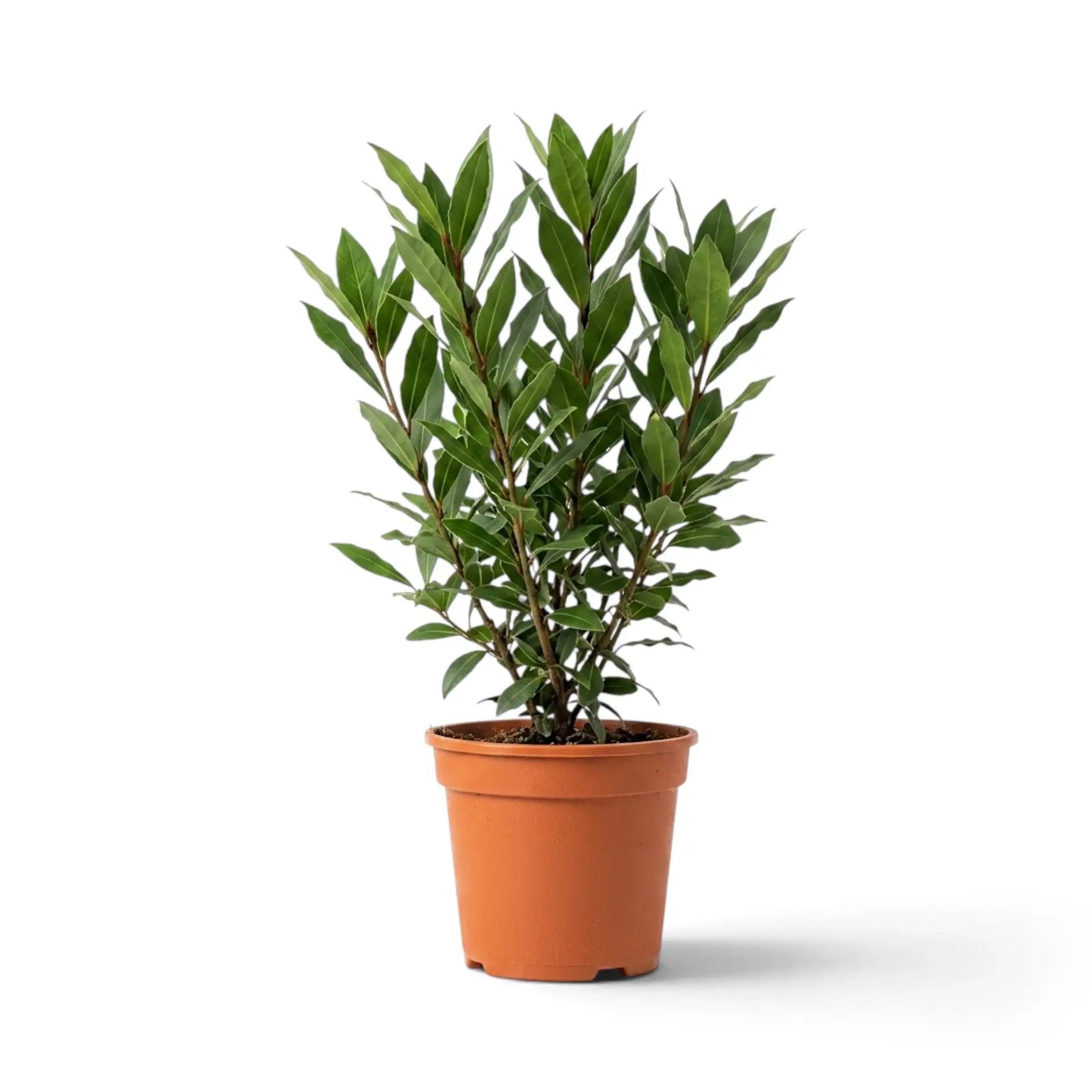 Kleiner Laurus nobilis mit kompaktem aufrechtem Wuchs und schmalen grünen Blättern