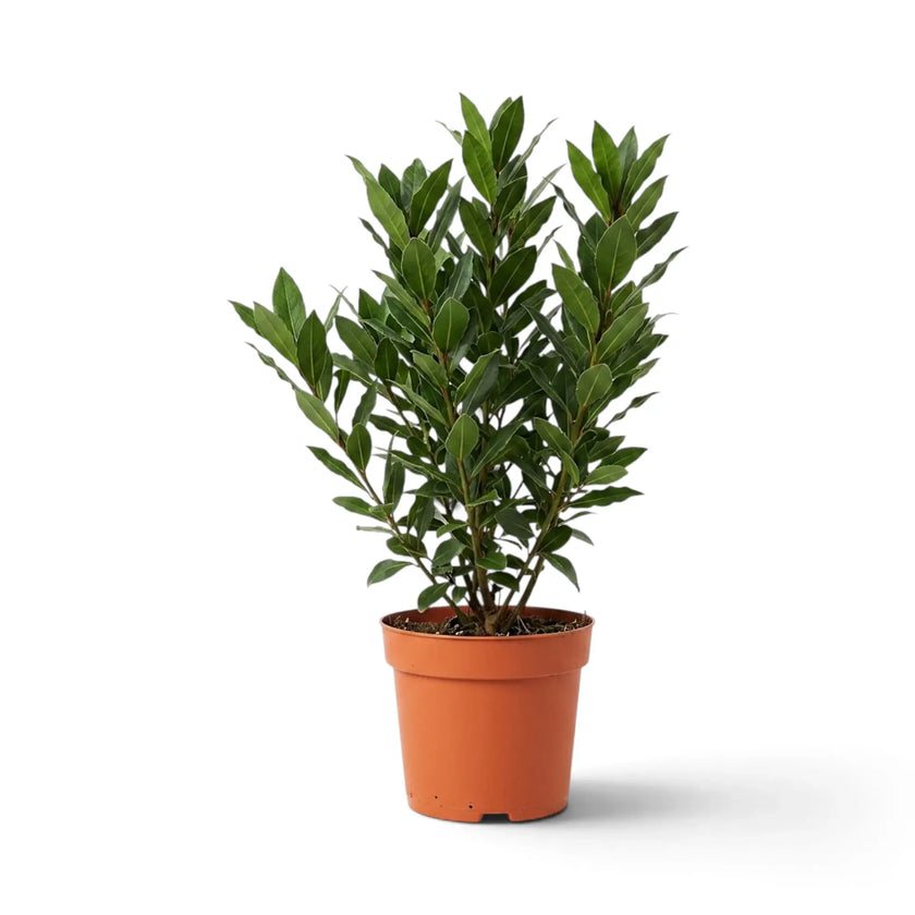 Small Laurus nobilis with dense dark green foliage in an orange nursery pot