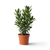 Kleiner Laurus nobilis mit dicht stehenden aufrechten Trieben und schmalen dunkelgrünen Blättern