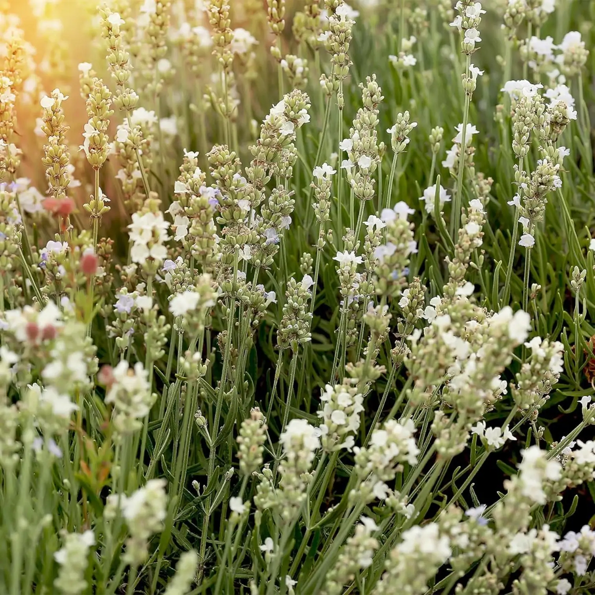 Lavandula angustifolia (white form) | Outdoor Plant