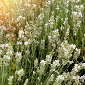 Plants by Frank - Lavandula angustifolia Felice® in 'Old Look' sierpot Plants by Frank - Lavandula angustifolia Felice® in 'Old Look' sierpot
