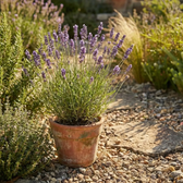 Lavandula angustifolia 'Dwarf Blue' – Detailaufnahme.
