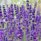 Lavandula angustifolia 'Dwarf Blue' – Nahaufnahme.