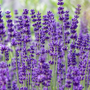 Lavandula angustifolia 'Dwarf Blue' – Nahaufnahme.