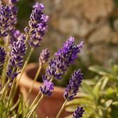 Lavandula angustifolia 'Dwarf Blue' – Nahaufnahme.