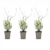 Lavandula angustifolia 'Dwarf Blue' – Detailaufnahme der Pflanze.