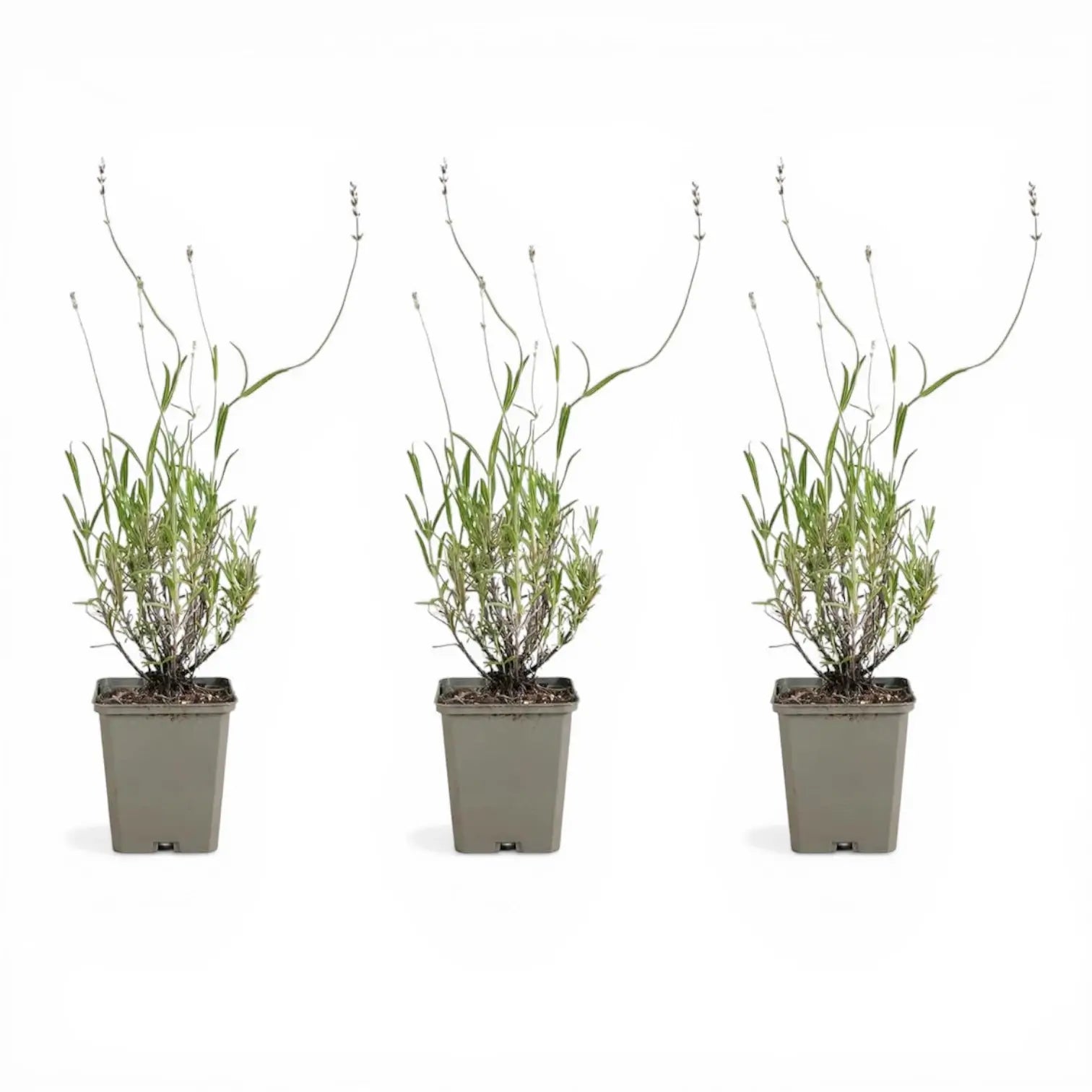 Lavandula angustifolia 'Dwarf Blue' – Detailaufnahme der Pflanze.