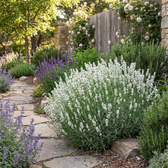 Lavandula angustifolia 'Edelweiss' close-up detail.