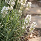 Lavandula angustifolia 'Edelweiss' close-up detail.