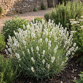 Lavandula angustifolia 'Edelweiss' garden planting with white flower spikes and grey-green foliage.