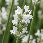 Lavandula angustifolia 'Edelweiss' plant detail.
