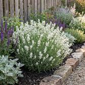 Lavandula angustifolia 'Edelweiss' plant detail.